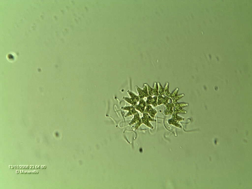 Pediastrum...scassato!